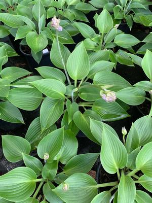 Hosta Halcyon