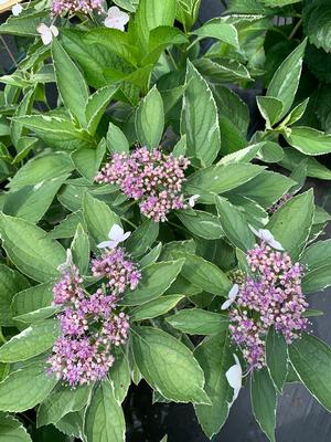 Hydrangea macrophylla Mariesii/Variegata