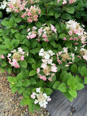 Hydrangea paniculata Little Quick Fire® (PP25136) 