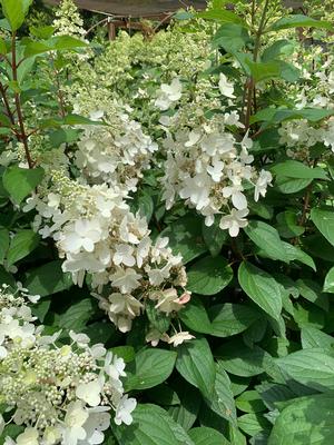 Hydrangea paniculata Pinky Winky® (PP16166) 