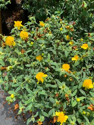 Hypericum frondosum Sunburst