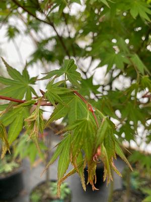 Acer palmatum Oridono Nishiki