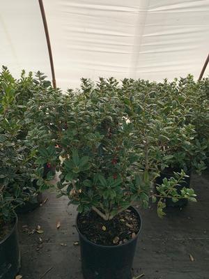 Ilex cornuta Dwarf Burfordii