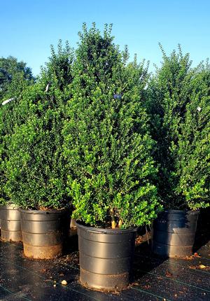 Ilex crenata Steeds