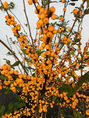 Ilex verticillata Winter Gold