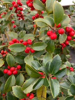 Ilex X meserveae Castle Spire® (PP14310) 