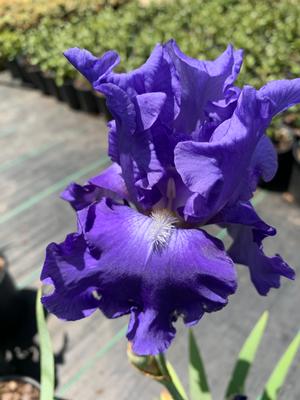 Iris germanica Breakers