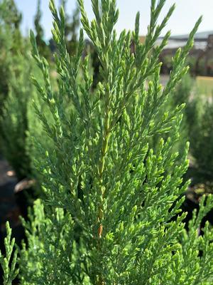 Juniperus chinensis Blue Point