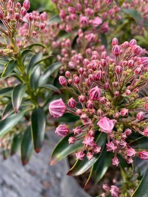 Kalmia latifolia Starburst