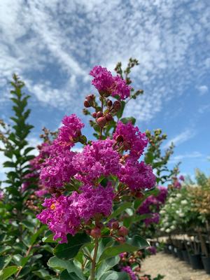 Lagerstroemia indica Autaugaville