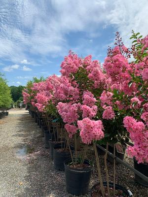 Lagerstroemia indica Sioux