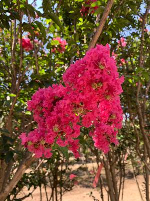 Lagerstroemia indica Tuskegee