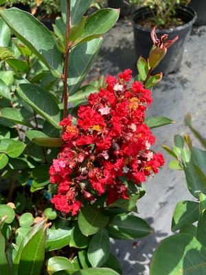 Lagerstroemia indica Victor