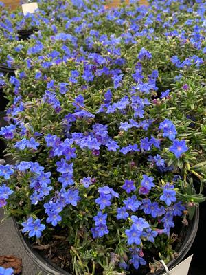 Lithodora diffusa Grace Ward