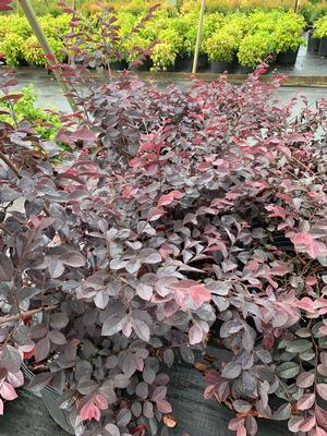 Loropetalum chinensis Darkfire