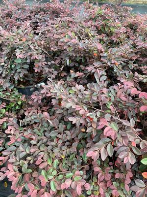 Loropetalum chinensis Pizazz® 