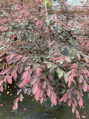 Loropetalum chinensis Zhuzhou Fuchsia