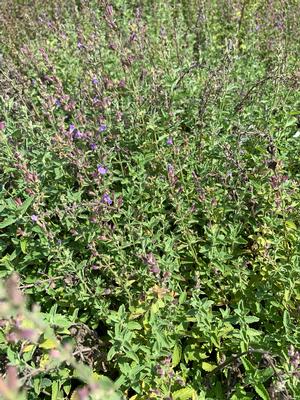 NEPETA faassenii JUNIOR WALKER'S LOW