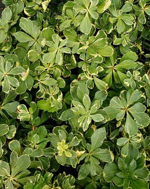 Pachysandra terminalis Variegated