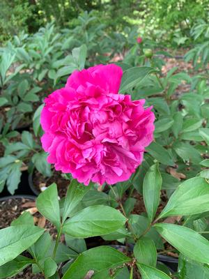 PAEONIA BEST MAN