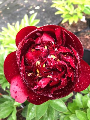 Paeonia Buckeye Belle