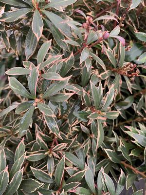 Pieris japonica Little Heath