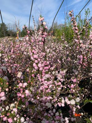 Prunus glandulosa 