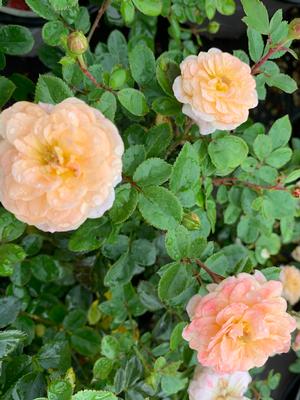 Rosa Drift® Apricot (PP23354) 