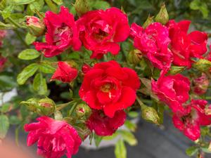 Rosa Drift® Red (PP17877) 