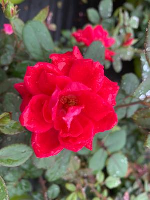 Rosa Knockout® Double Red(PP18507) 