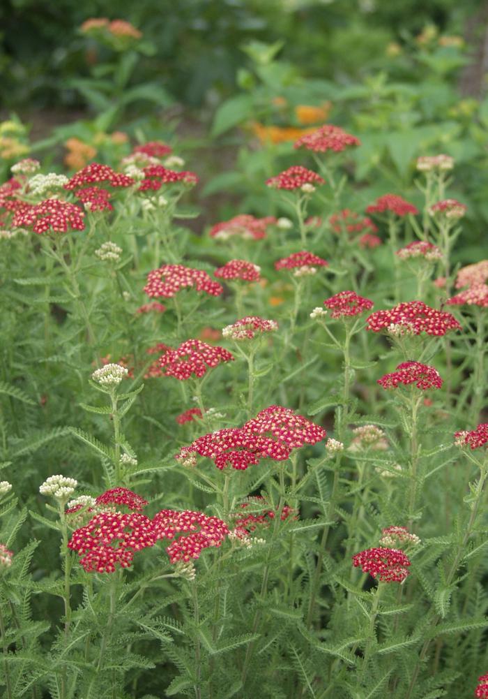 Achillea millefolium Paprika