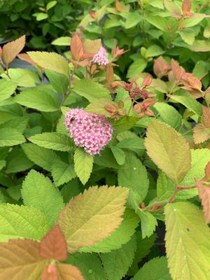 Spiraea Double Play® Big Bang® (PP21588) 