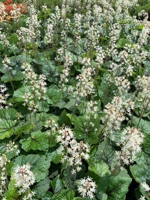 Tiarella cordifolia Brandywine