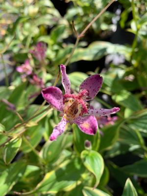 Tricyrtis formosana Gilt Edge