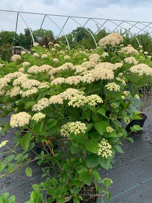 Viburnum dentatum Chicago Lustre