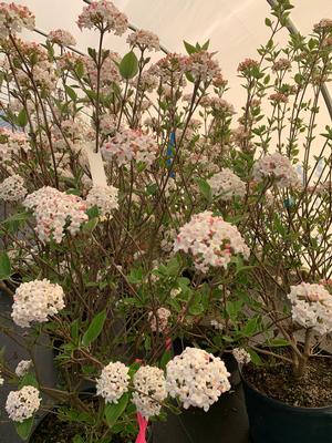 Viburnum x burkwoodii Mohawk