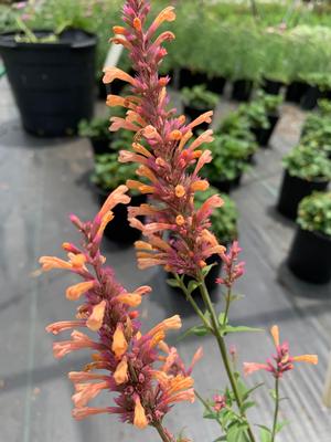 Agastache rupestris Peachie Keen