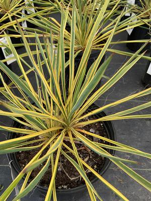 Yucca Bright Edge