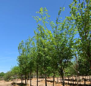 Zelkova serrata Green Vase