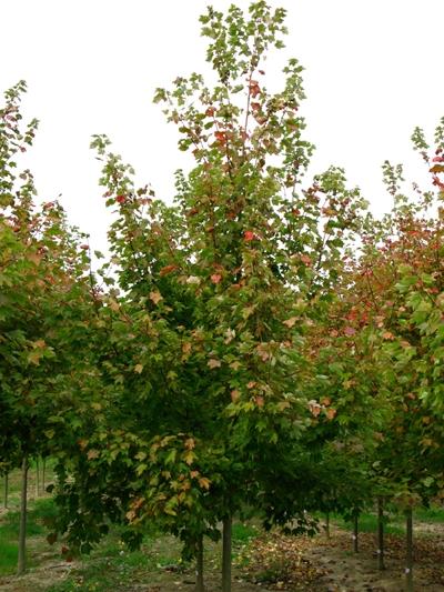 Acer Rubrum Red Sunset