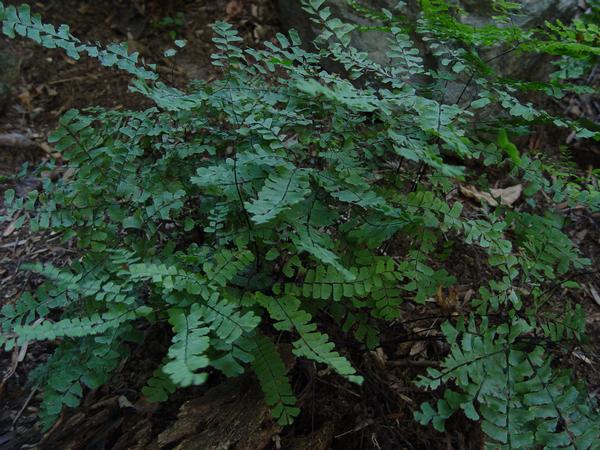 Fern-Adiantum pedatum 