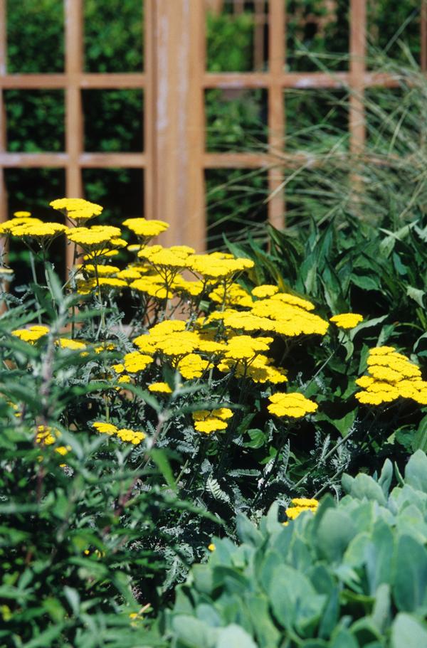 Achillea millefolium Moonshine