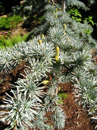 Cedrus atlantica Glauca Group