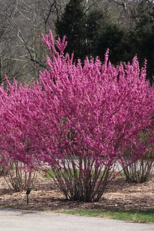 Cercis chinensis 