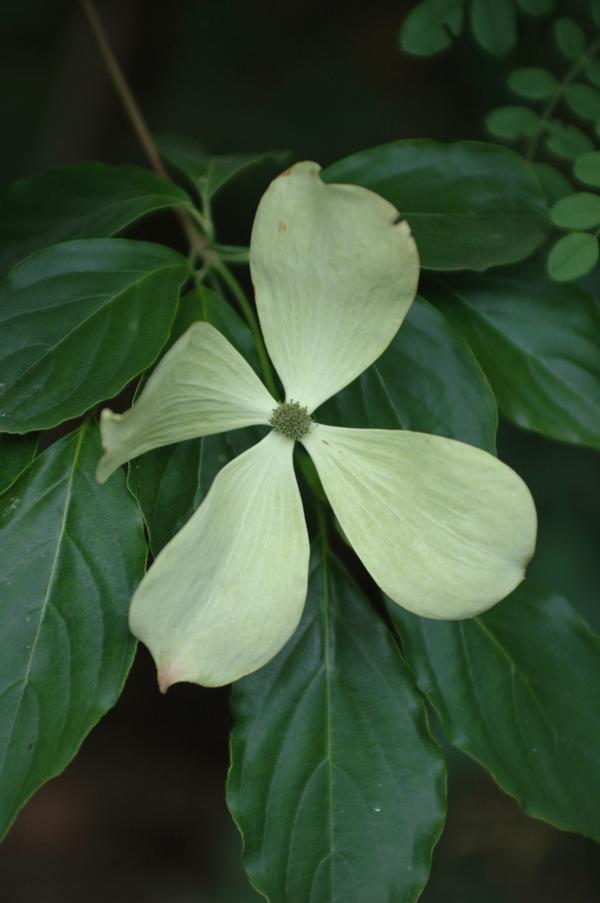 Cornus Constellation® 