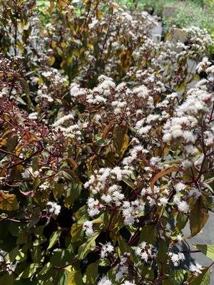 Eupatorium rugosum Chocolate