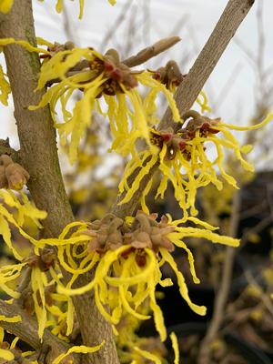 Hamamelis x intermedia Arnold's Promise