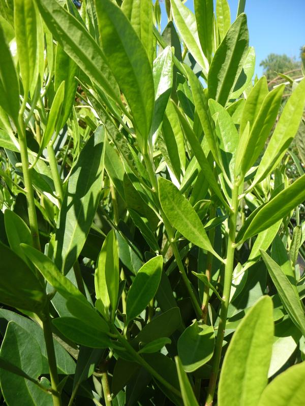 Illicium parviflorum 