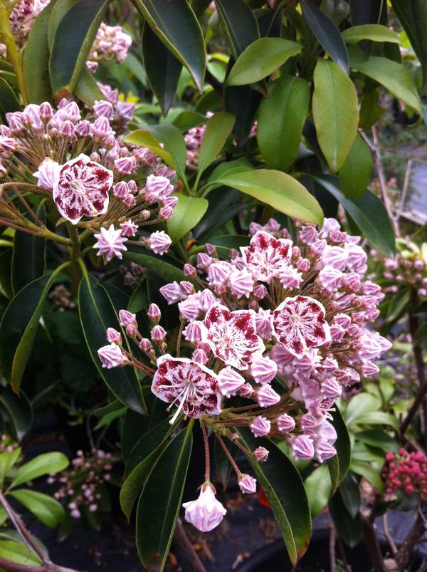 Kalmia latifolia Carousel