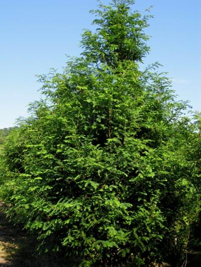 Metasequoia glyptostroboides 